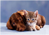 best value carpet cleaning company